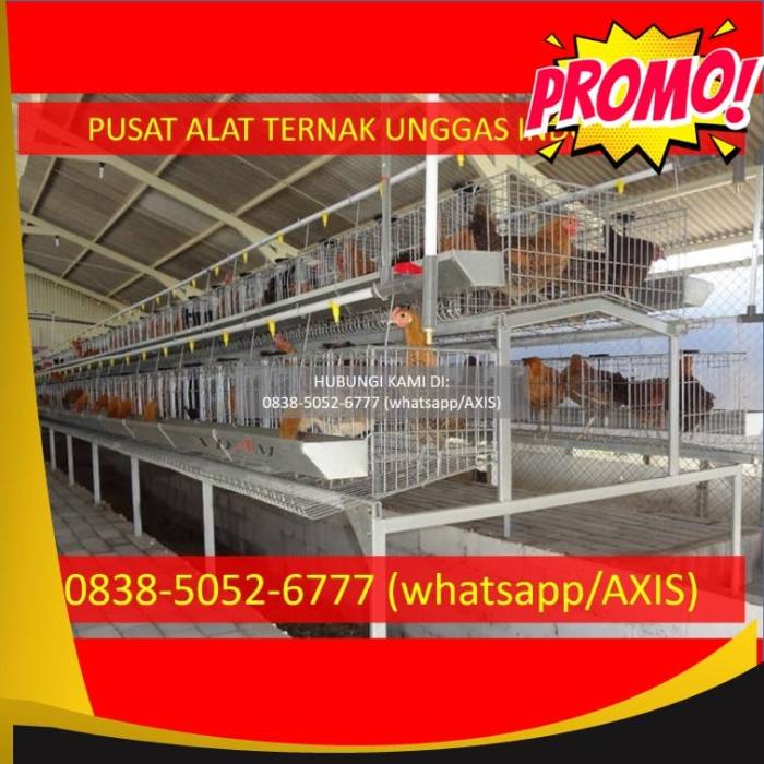 Budidaya ternak ayam di Singorojo, Kendal