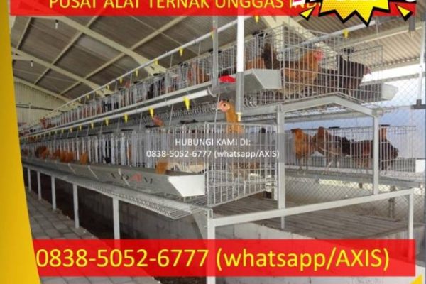 Peternakan ayam kampung di Kendal, Kab. Kendal