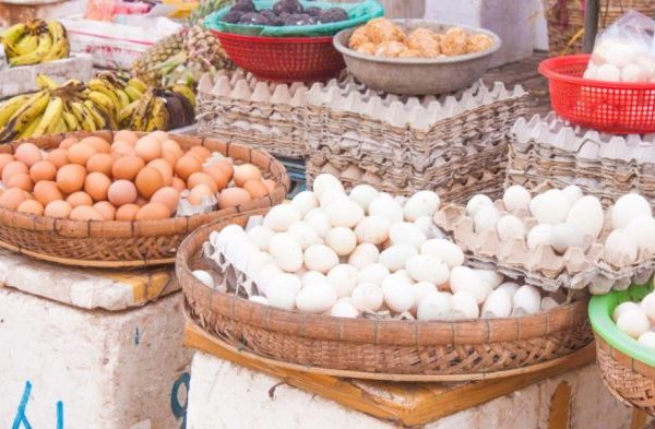 Ternak ayam petelur di Wae Rii, Manggarai
