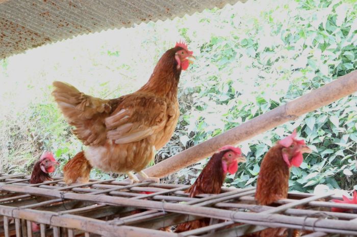 Ayam afkir di Paseh, Sumedang