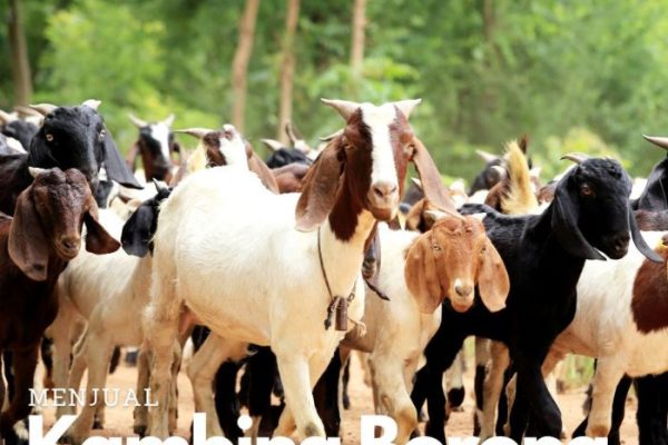 Daging kambing di Muara Belida, Muara Enim