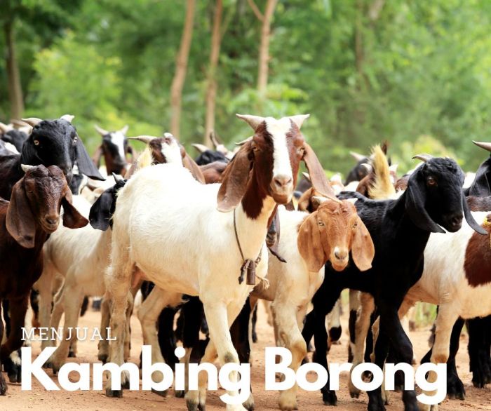 Daging kambing di Muara Belida, Muara Enim