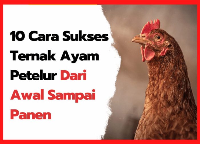 10 Cara Sukses Ternak Ayam Petelur dari Awal Sampai Panen - HOBI TERNAK 10 Cara Sukses Ternak Ayam Petelur dari Awal Sampai Panen - HOBI TERNAK