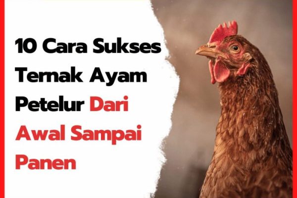 Ternak ayam petelur di Permata, Bener Meriah