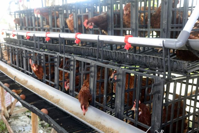 Mensos Risma berdayakan masyarakat melalui ternak ayam petelur - ANTARA ... Ternak ayam petelur di Mentebah, Kapuas Hulu