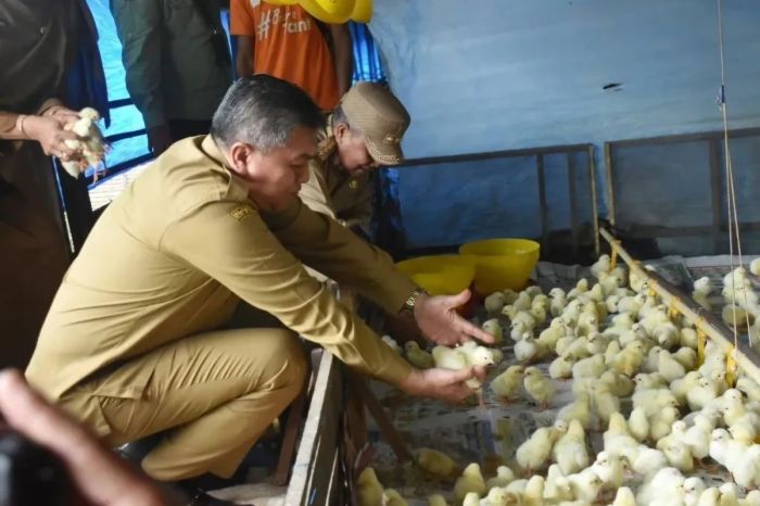 Pemkab Kubu Raya serahkan 8.000 bibit ayam ke peternak - ANTARA News ... Pemkab Kubu Raya serahkan 8.000 bibit ayam ke peternak - ANTARA News ...