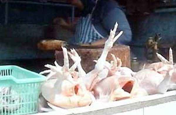 Peluang Usaha Daging Ayam Petelur Afkir - MardhatillahFarm