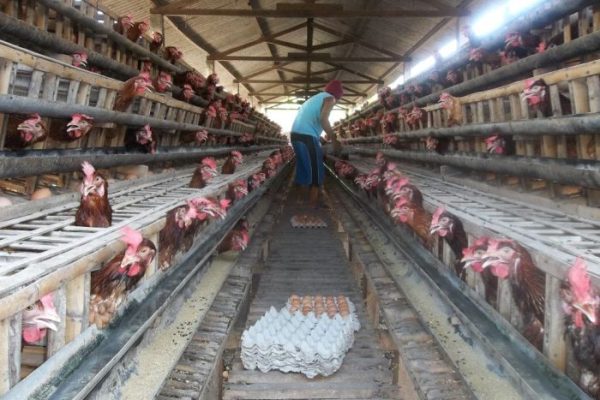 Ayam petelur jantan di Lubuk Basung, Kabupaten Agam