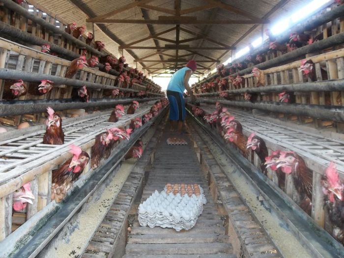 Sekilas Tentang Budidaya Ternak Ayam Kampung Petelur Ayam petelur jantan di Lubuk Basung, Kabupaten Agam