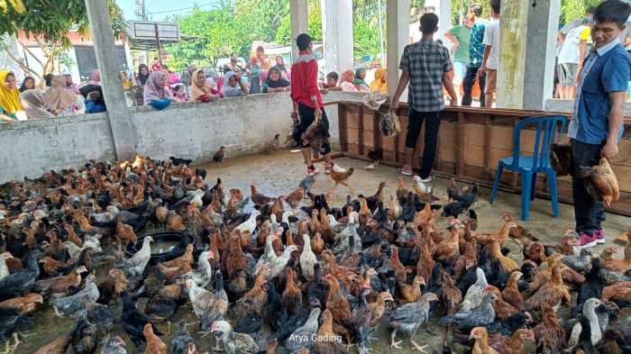 Peternakan ayam kampung di Sapuran, Wonosobo
