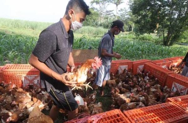 Usaha Budidaya ternak ayam petelur - Website Kalurahan JATIMULYO