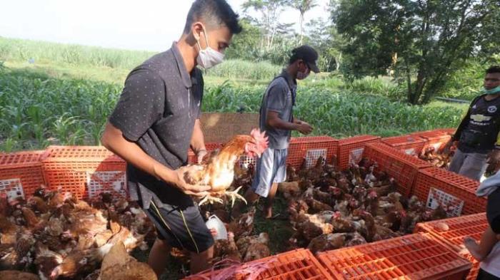 MINIMNYA PETERNAK AYAM PETELUR DI NTT | ANTARA Foto MINIMNYA PETERNAK AYAM PETELUR DI NTT | ANTARA Foto