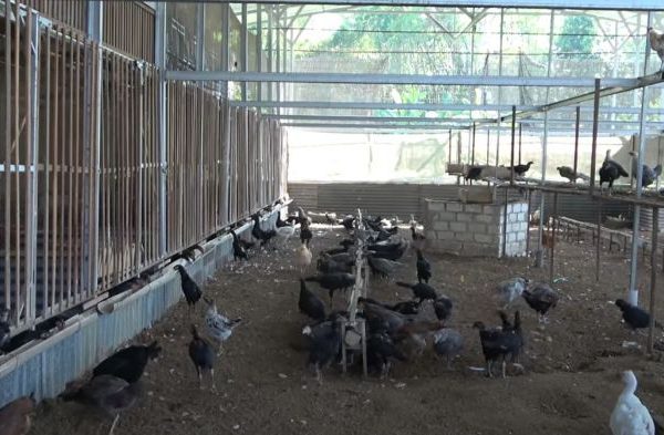 Peternakan ayam kampung di Jati, Kudus