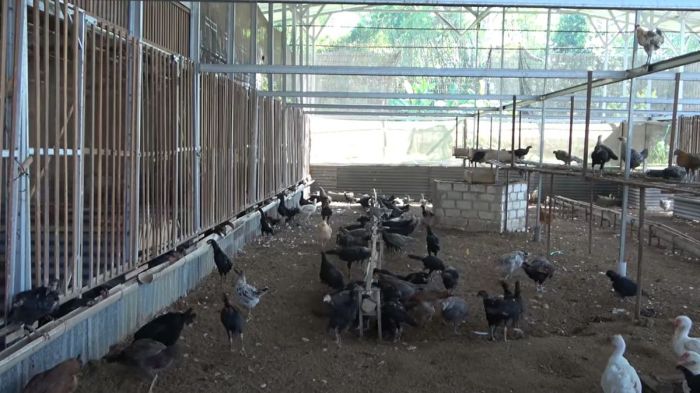 Peternakan ayam kampung di Jati, Kudus