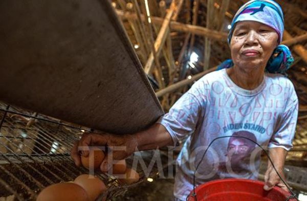 Ternak ayam petelur di Gu, Buton Tengah