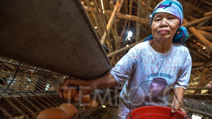 ternak ayam petelur kota batu jawa timur Ternak ayam petelur di Gu, Buton Tengah