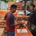 Afkir Ayam Petelur Sukses, Simak Tipsnya! - MardhatillahFarm