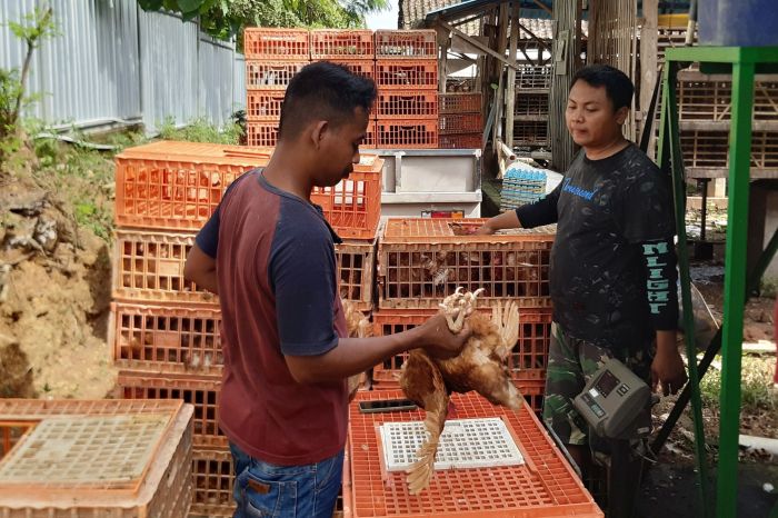 Afkir Ayam Petelur Sukses, Simak Tipsnya! - MardhatillahFarm Ayam afkir di Jampang Kulon, Sukabumi