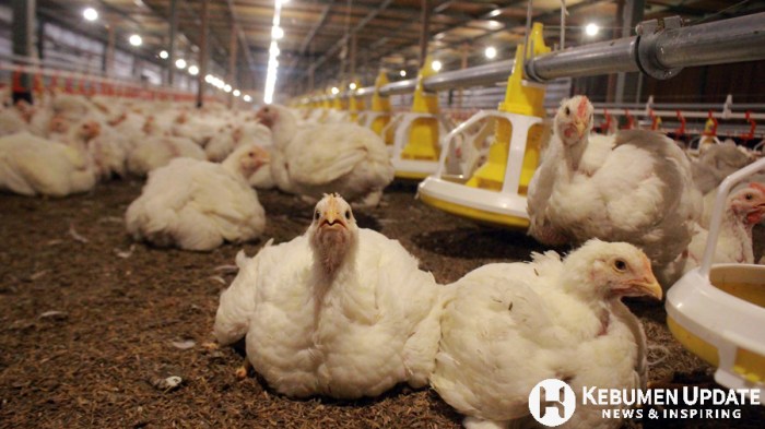 Bareng Haji Khayub, Mantan Sekda Kebumen Jadi Peternak Ayam - Kebumen ... Bareng Haji Khayub, Mantan Sekda Kebumen Jadi Peternak Ayam - Kebumen ...