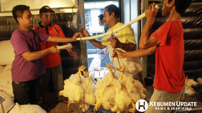 Budidaya ternak ayam di Karangsambung, Kebumen