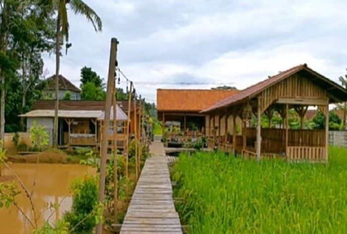 Jual penggemuk ayam kampung, pemacu pertumbuhan ayam kampung(naturemax ...