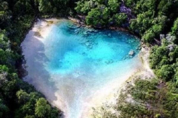 Daun penggemuk ayam di Ayamaru Tengah, Kab. Maybrat