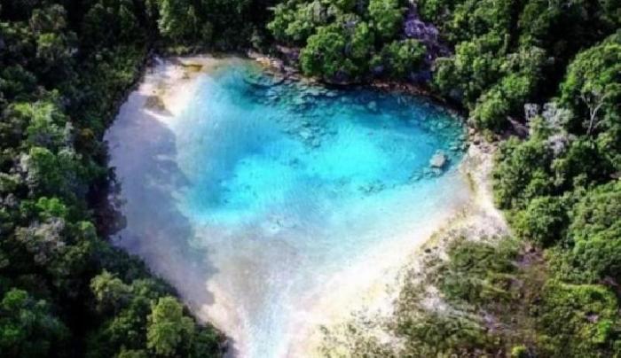 Peta Kabupaten Maybrat Daun penggemuk ayam di Ayamaru Tengah, Kab. Maybrat