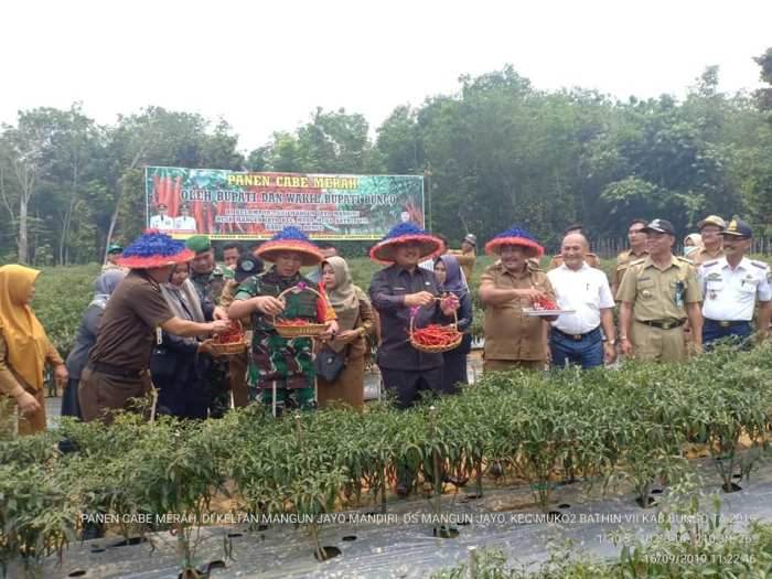 ayam petelur merah - James King ayam petelur merah - James King