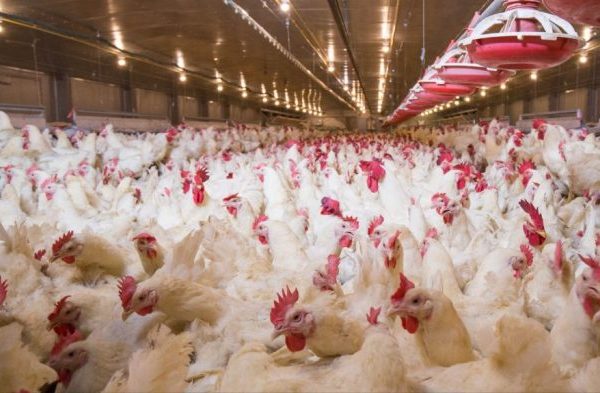 Ternak ayam petelur di Baraka, Enrekang