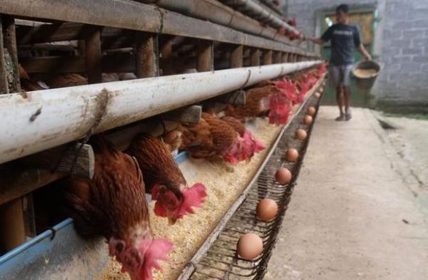 Jual Ayam DOC petelur untuk ternak di Seller Griya Poultry Shop - Kab ...
