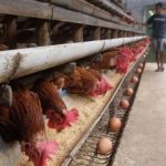 Jual Ayam DOC petelur untuk ternak di Seller Griya Poultry Shop - Kab ...