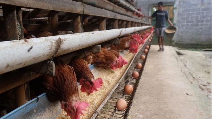 Peternakan ayam kampung di Candiroto, Temanggung