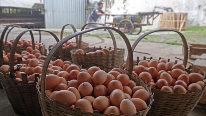 Budidaya ternak ayam di Candiroto, Temanggung