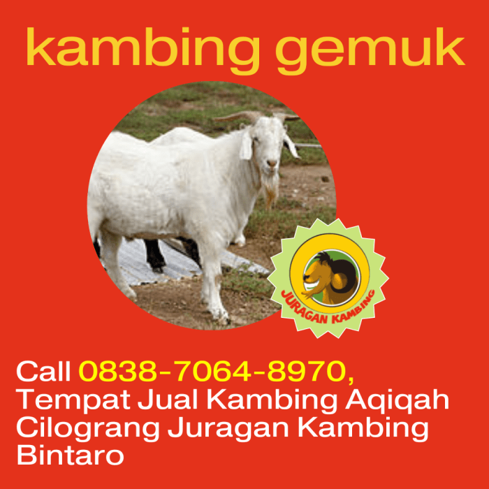 Daging kambing di Cimanggu, Sukabumi