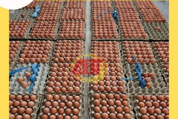 Ayam layer di Muara Tabir, Kabupaten Tebo