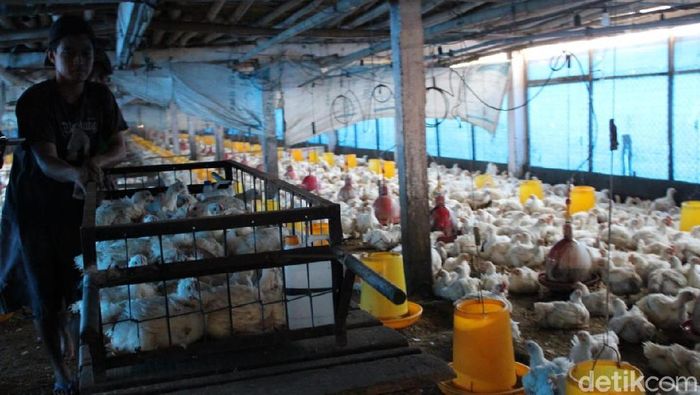 Budidaya ternak ayam di Semarang Selatan, Kota Semarang