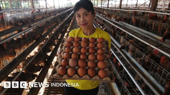 Harga telur ayam: Paguyuban peternak sebut akan di atas Rp27.000/kg ... Ternak ayam petelur di Wawonii Timur, Konawe Kepulauan