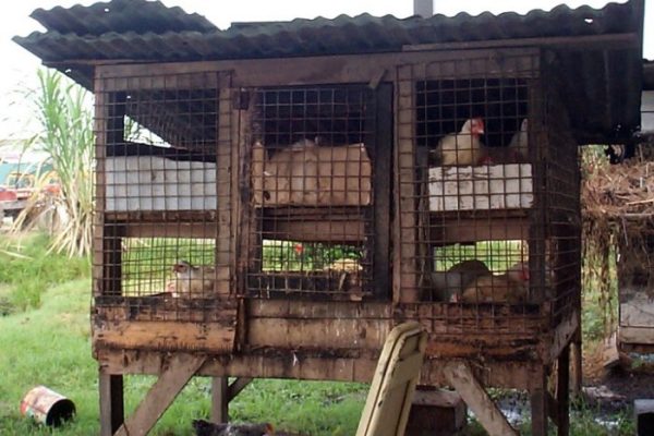 Budidaya ayam di Rebang Tangkas, Way Kanan