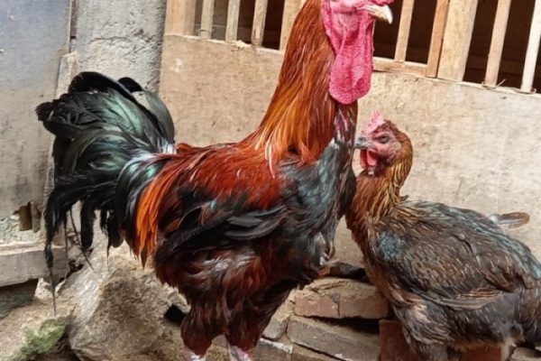 Jual TELUR FERTIL AYAM PELUNG JUMBO UNTUK DI TETASKAN | Shopee Indonesia