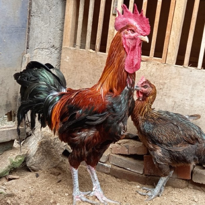 Ayam pelung jumbo di Tegalrejo, Kota Yogyakarta