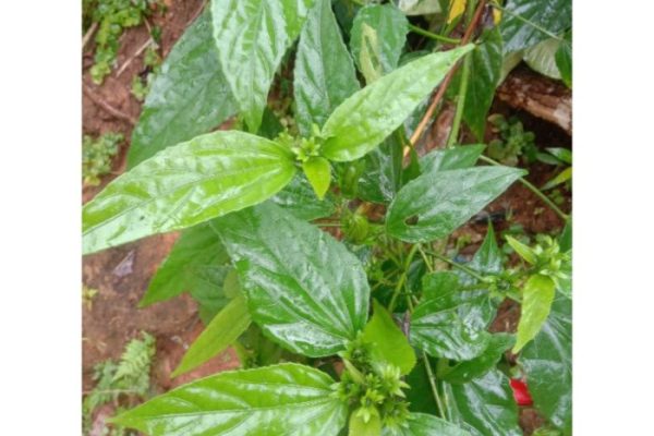 Daun penggemuk ayam di Wera, Bima