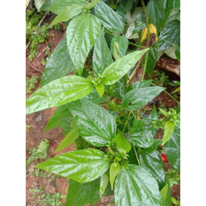 daun ketum ayam Daun penggemuk ayam di Wera, Bima