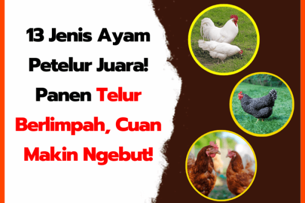 Harga Ayam Merah | Ayam Petelur Afkir di Pasar Tradisional Gotong ...