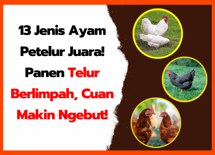Ayam petelur jantan di 2x11 Enam Lingkung, Kabupaten Padang Pariaman