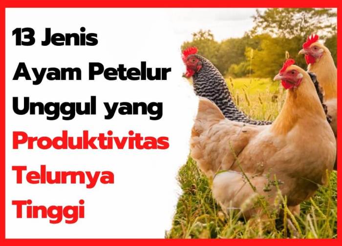 Contoh Ukuran Kandang Ayam Petelur yang Benar! Ternak ayam petelur di Wolomeze, Ngada