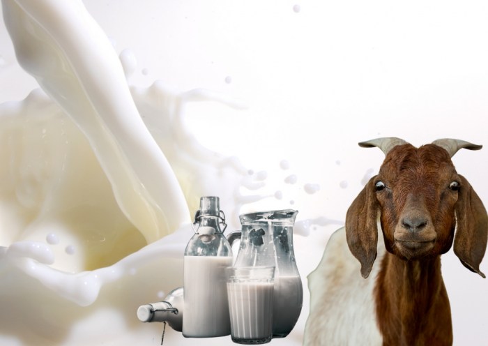 Susu kambing di Cugenang, Cianjur