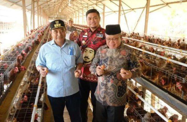 Ternak ayam petelur di Panca Jaya, Mesuji