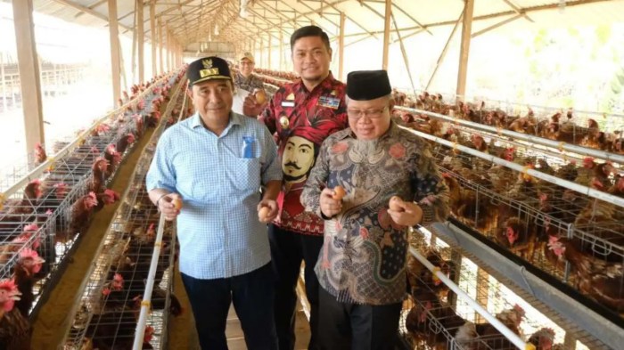 Manuju Jadi Kecamatan Pengembangan Ternak Ayam Petelur dan Boiler ...