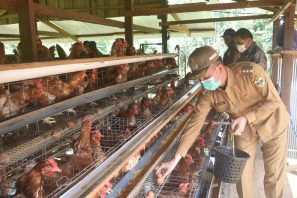 Budidaya ternak ayam di Ceper, Klaten