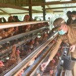 Budidaya ternak ayam di Gajahmungkur, Kota Semarang